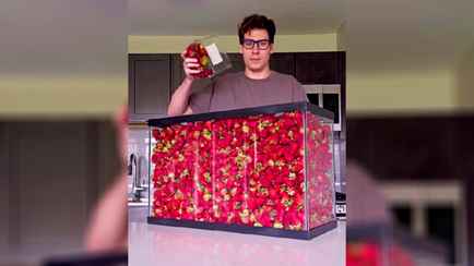 «Это же смертельная доза…» — Видео с поеданием «100 л клубники» набрало 226 млн просмотров в TikTok