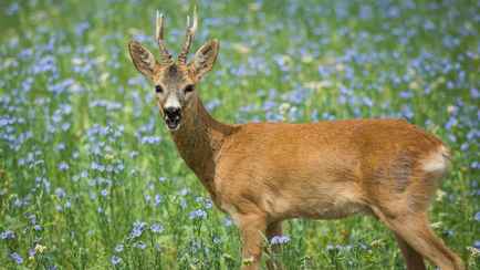 В природоохране объявили открытие охоты на косулю с 15 мая. Как не получить штраф?