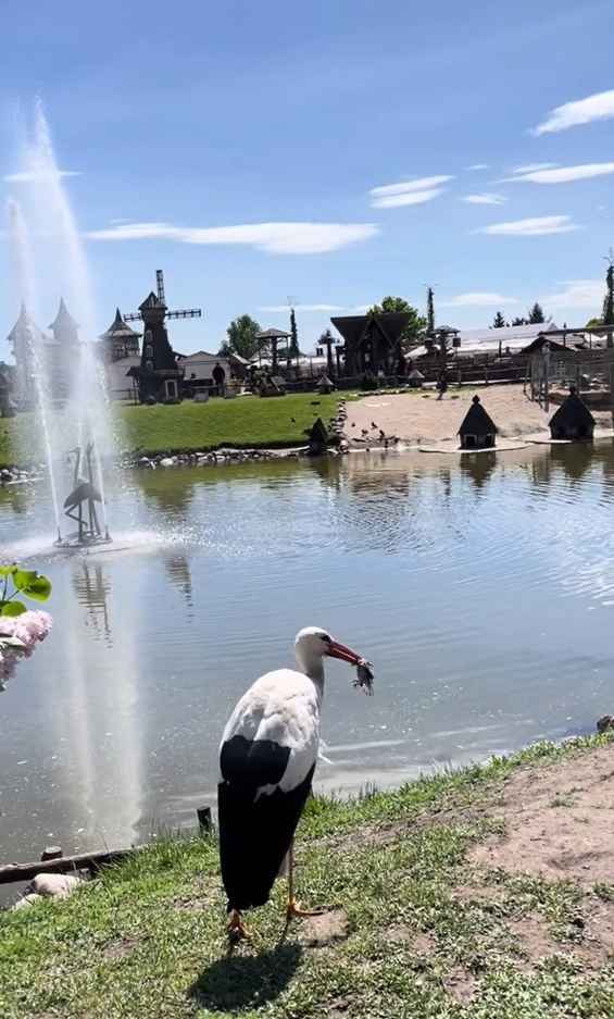 "Как это теперь развидеть?" - Белоруска показала в TikTok, как аист съел воробья. Комментаторы удивились