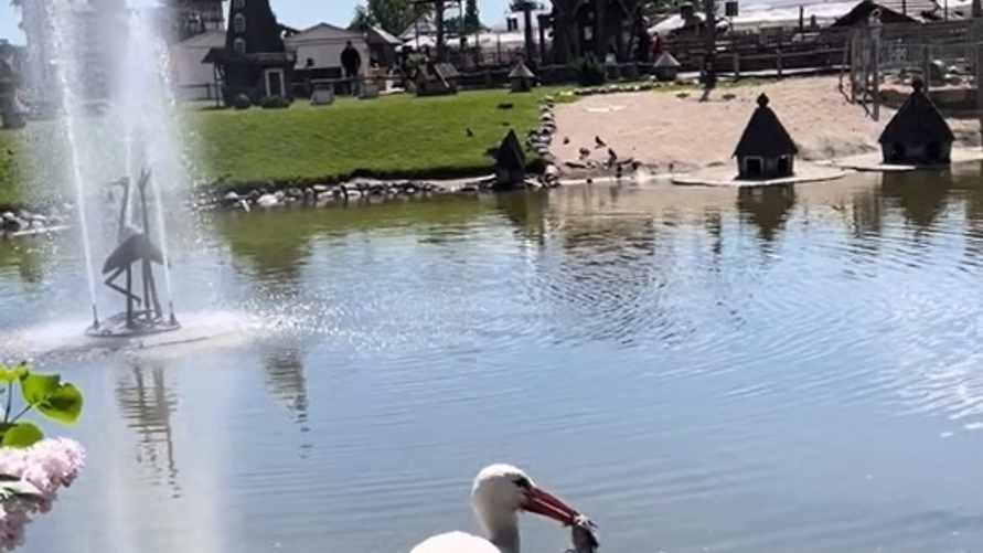 "Как это теперь развидеть?" - Белоруска показала в TikTok, как аист съел воробья. Комментаторы удивились