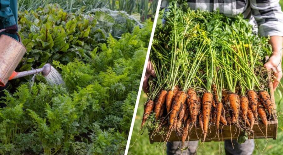 Что нужно моркови для здорового роста? Морковь —