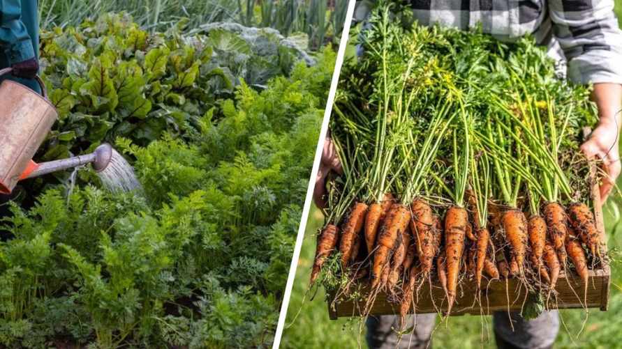 Как спасти морковь от болезней? Полейте её этим проверенным раствором