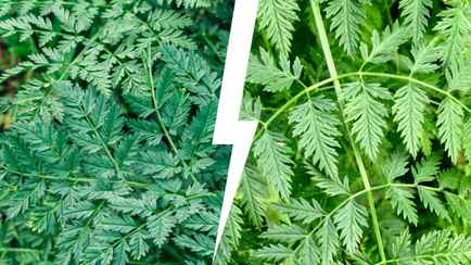 Эти 2 смертельно ядовитых растения можно перепутать с петрушкой или морковкой. Как распознать белорусам?