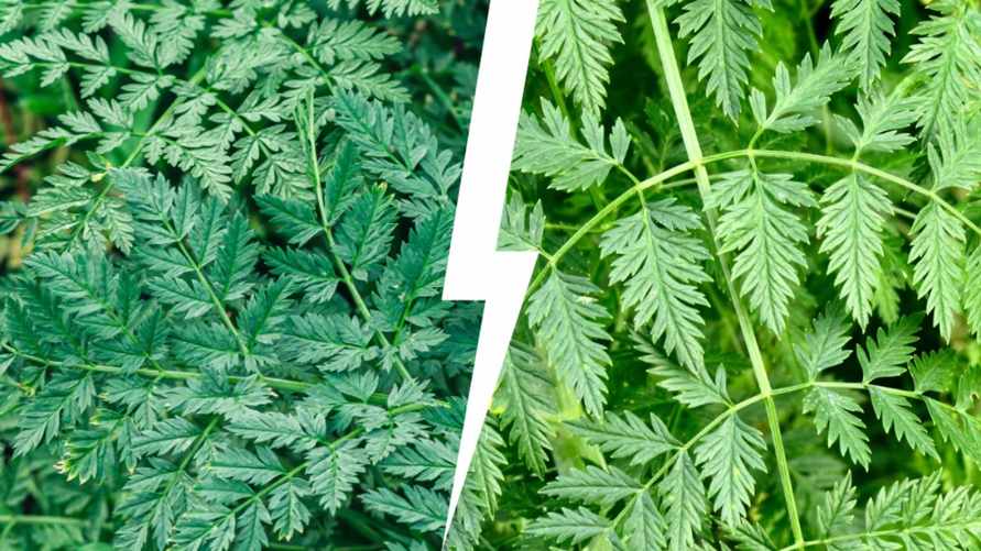 Справа - листья дикорастущей моркови, слева — ядовитый болиголов пятнистый