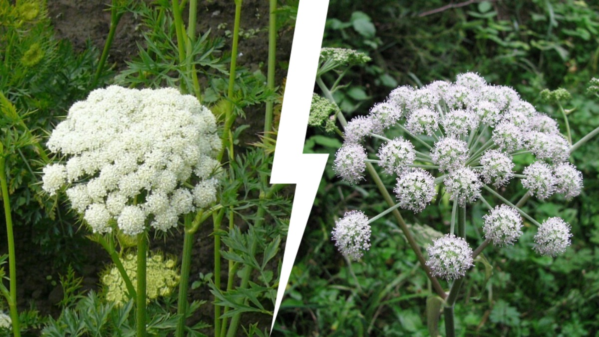 Эти 2 смертельно ядовитых растения можно перепутать с петрушкой или морковкой. Как распознать белорусам?
