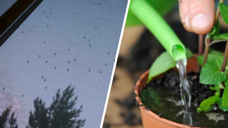 Поставьте это растение на подоконник. Сработает от комаров как москитная сетка