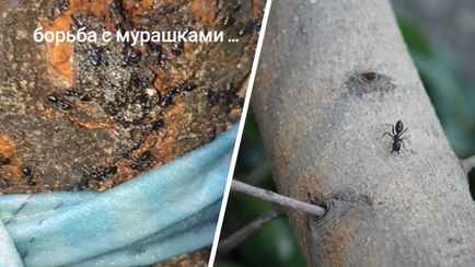 «Способ рабочий, 100 процентов» — Белорус показал, как избавиться от муравьев на садовых деревьях. Что нужно делать?