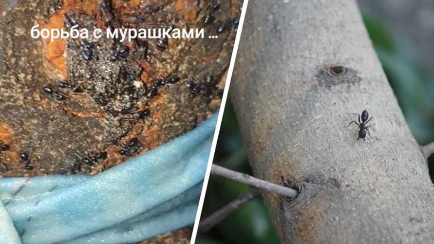 "Способ рабочий, 100 процентов" - Белорус показал, как избавиться от муравьев на садовых деревьях. Что нужно делать?