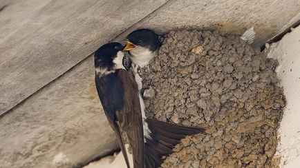 Штраф — до 1200 рублей. Природоохрана предупредила белорусов о запрете разрушать на своих участках гнезда птиц. А когда и какие можно?