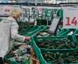 Польские санслужбы нашли в российских огурцах дихлофос