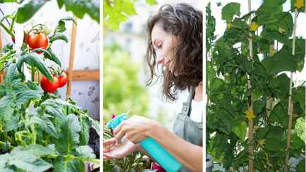 Хрустящие огурчики, сочные томаты и жгучий перчик. Какой еще урожай и как можно вырастить на балконе без хлопот?