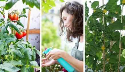 Хрустящие огурчики, сочные томаты и жгучий перчик. Какой еще урожай и как можно вырастить на балконе без хлопот?