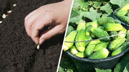 Когда сеять огурцы в открытый грунт в мае и июне 2024? Важны не только эти даты, но и глубина