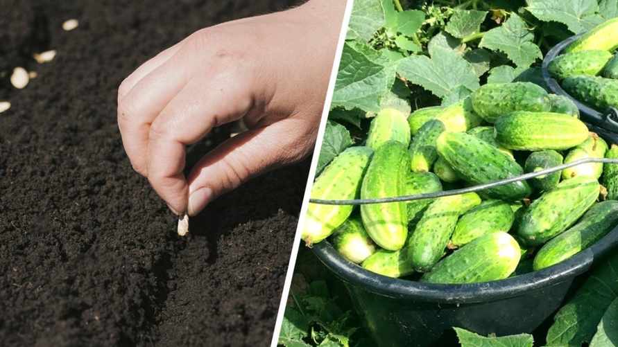 Когда сеять огурцы в открытый грунт в мае и июне 2024? Важны не только эти даты, но и глубина