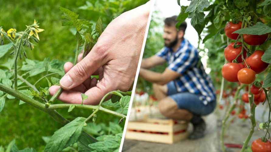 Когда и зачем пасынковать помидоры, огурцы и другие культуры? Важно запомнить эти правила