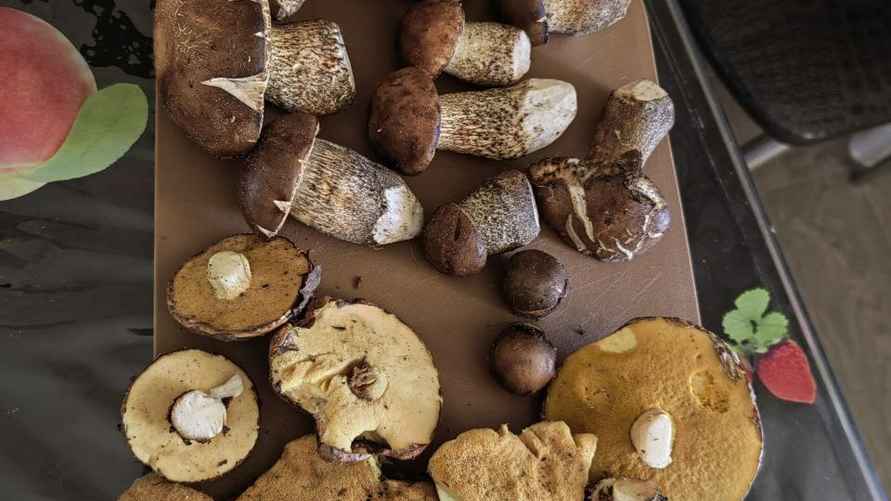 Фото: телеграм-канал "Грибы Беларуси"