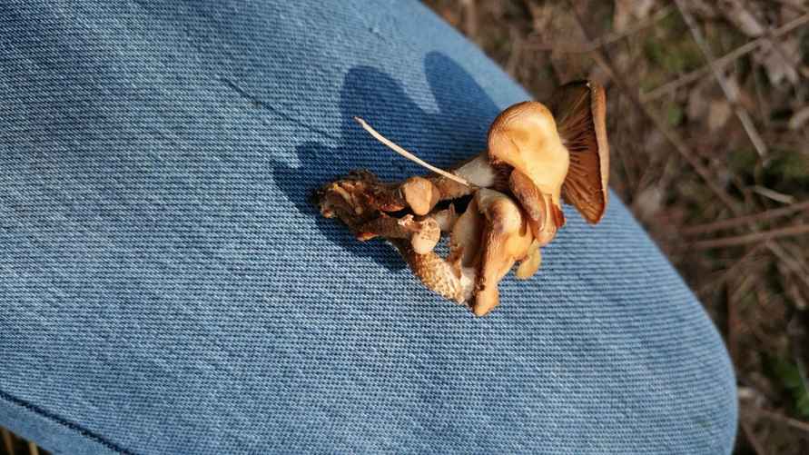 Фото из тг-канала "Грибы Беларуси"