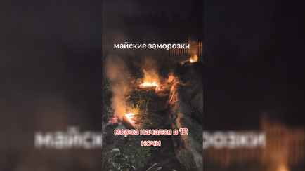 «Всё в кострах и дыму» — Белорусы показали в TikTok, как спасали огород от заморозков. Помогло?