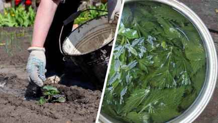 Огурцы, помидоры и перцы будут расти как на дрожжах. Эти натуральные удобрения сможет приготовить каждый