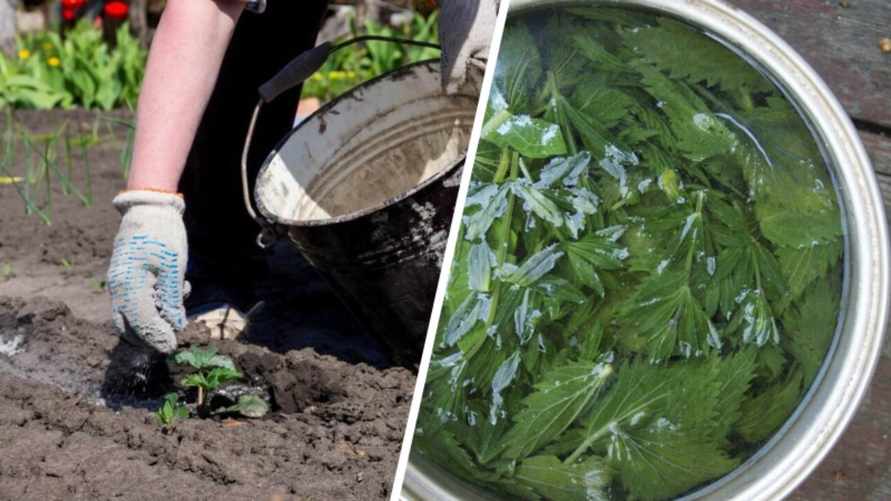 Огурцы, помидоры и перцы будут расти как на дрожжах. Эти натуральные удобрения сможет приготовить каждый