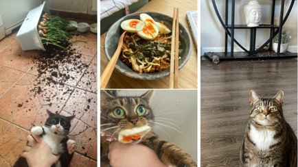 «Нет доказательств. Дело прекращено» — Собрали самые смешные фото кошачьих «преступлений»
