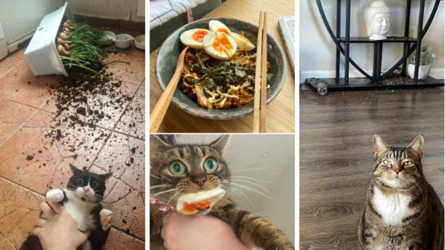 "Нет доказательств. Дело прекращено" - Собрали самые смешные фото кошачьих "преступлений"