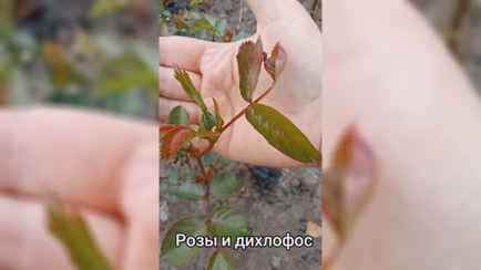 «Не пишите ерунду» — Белоруска обработала цветы от тли и муравьёв дихлофосом. Что из этого вышло?