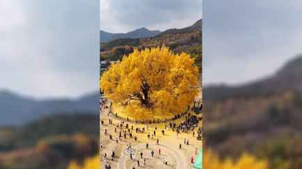 Видео с гигантским золотистым деревом набрало почти 1,5 млн просмотров в Х. Что за оно?