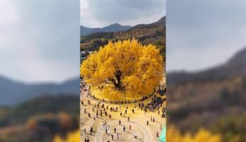 Видео с гигантским золотистым деревом набрало почти 1,5 млн просмотров в Х. Что за оно?