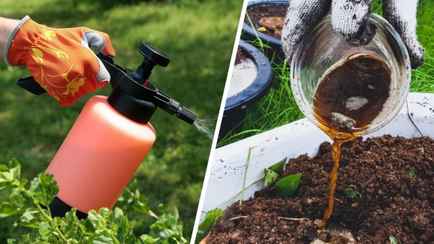 Это средство из аптечки защитит и укрепит ваши овощи на огороде. А как его использовать для цветов?