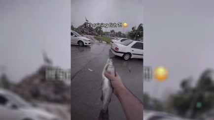 «Такое только в мультиках бывает» — В TikTok показали видео с «рыбным» дождём в Иране. Что это было?