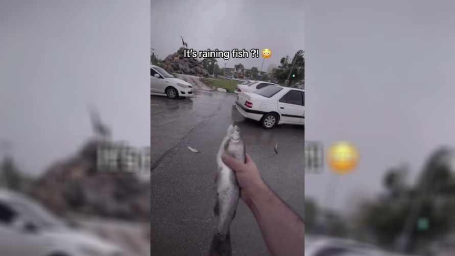 "Такое только в мультиках бывает" - В TikTok показали видео с "рыбным" дождём в Иране. Что это было?