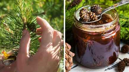 Зачем есть молодые сосновые шишки? Приготовьте по этим рецептам — и ваш мозг будет работать, как компьютер