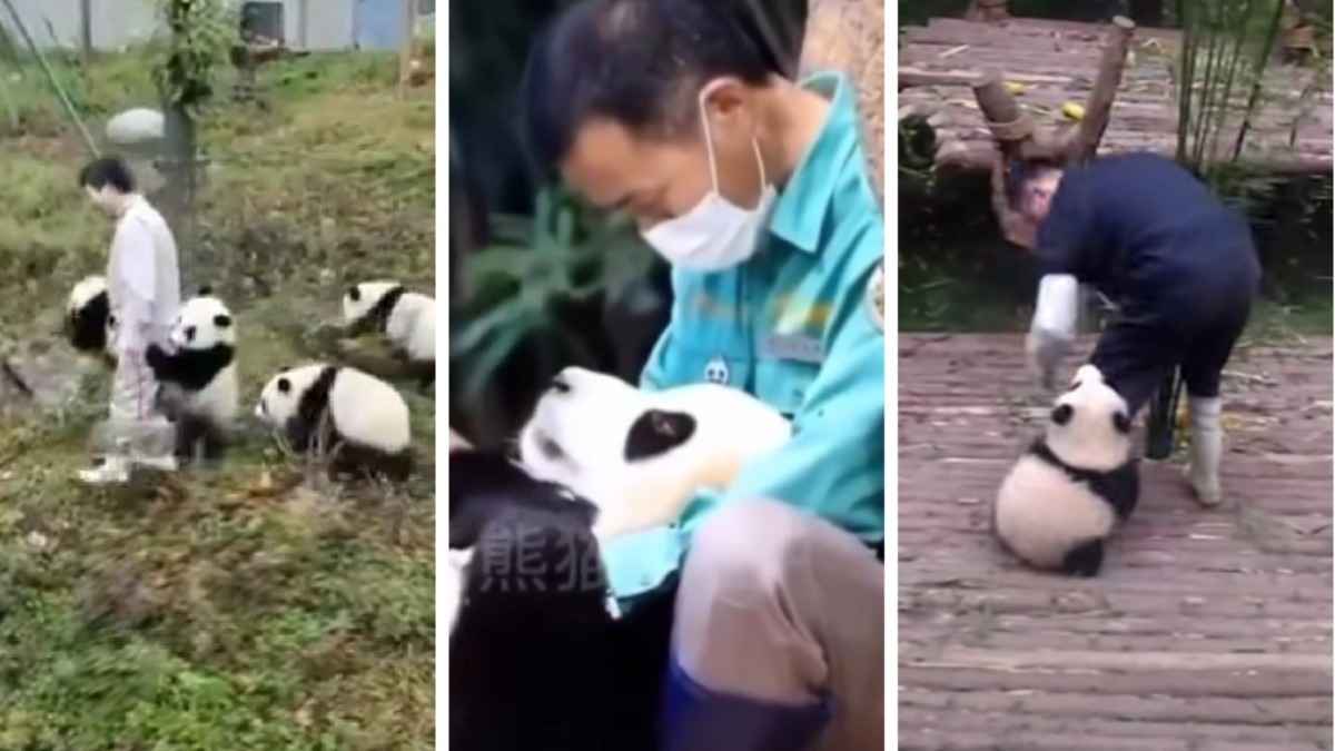 Вот так выглядит "работа мечты"? В соцсети Х показали видео из заповедника панд в Китае