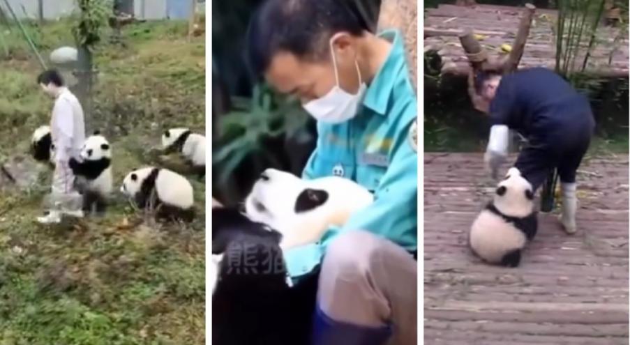 Находящаяся на грани вымирания панда является символом Китая