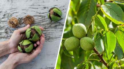 Почему грецкий орех не плодоносит? Эти факторы могут иметь решающее значение