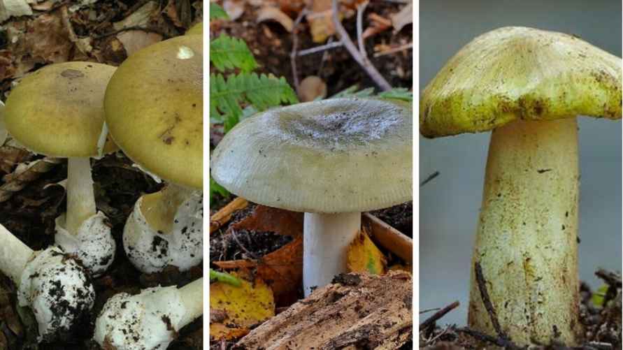 Слева направо: бледная поганка, зелёная сыроежка, зеленушка
