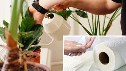 Как помочь комнатным растениям, уезжая в отпуск? Этот лайфхак с бумажным полотенцем на даст им завянуть
