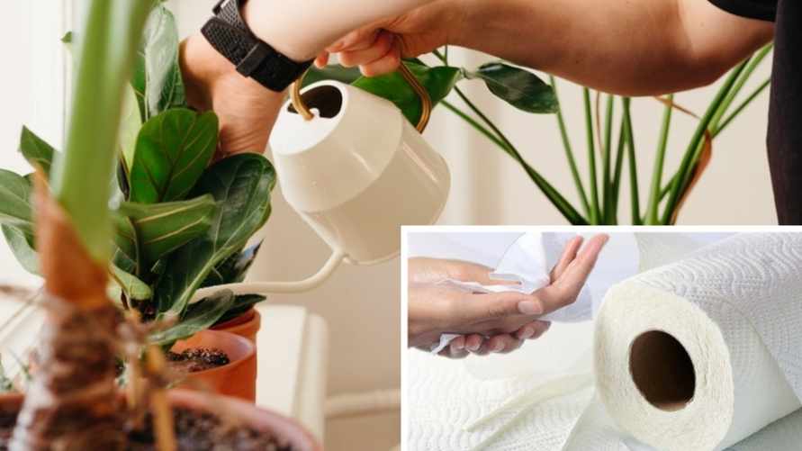 Как помочь комнатным растениям, уезжая в отпуск? Этот лайфхак с бумажным полотенцем на даст им завянуть