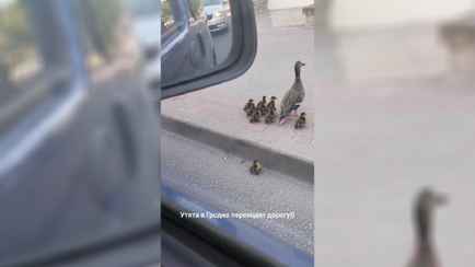 «Переживал больше, чем за себя» — Видео с утятами, переходящими дорогу в Гродно, умилило пользователей TikTok