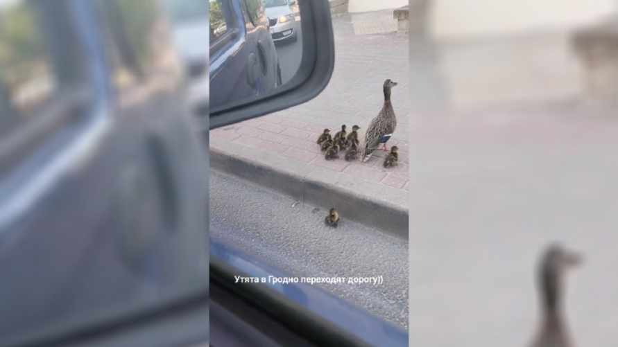 "Переживал больше, чем за себя" - Видео с утятами, переходящими дорогу в Гродно, умилило пользователей TikTok
