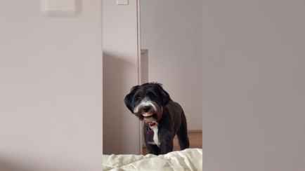 Видео с «человеческой улыбкой» собаки собрало почти 3 млн просмотров в TikTok. Что это было?