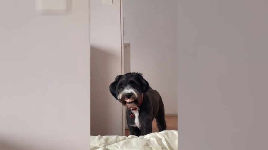 Видео с "человеческой улыбкой" собаки собрало почти 3 млн просмотров в TikTok. Что это было?