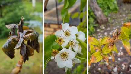 Что делать с растениями после майских заморозков? Эксперт рассказал, каких ошибок следует избегать