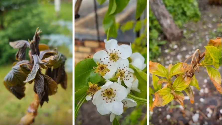 Что делать с растениями после майских заморозков? Эксперт рассказал, каких ошибок следует избегать