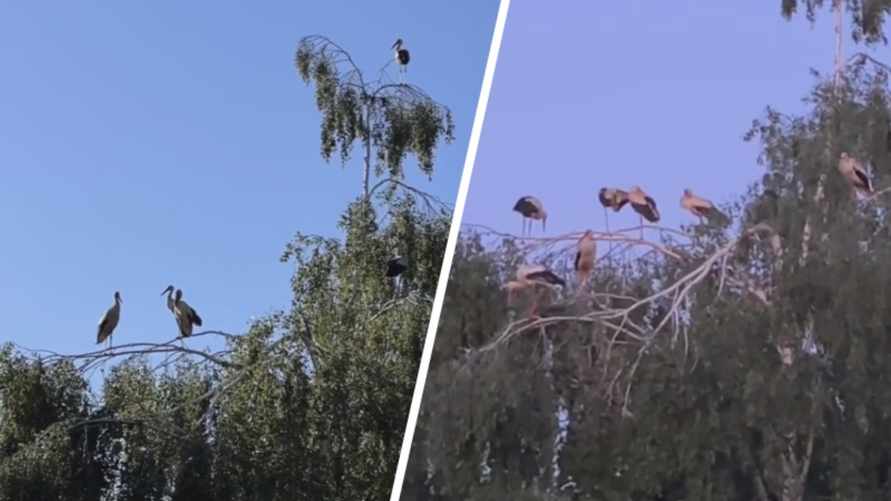 "Мошек косплеят" - Под Могилевом заметили нашествие белых аистов