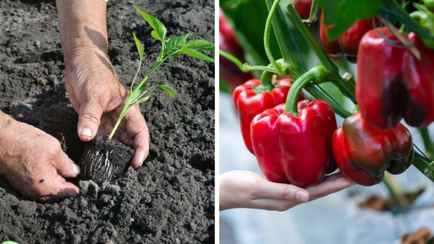 Как и когда высаживать перцы в грунт? Это простое действие поможет получить богатый урожай