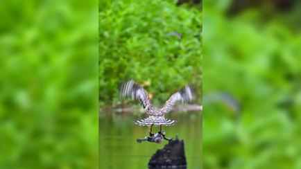 «Не дождалась Царевича, в Турцию рванула» — В TikTok видео с полётом «лягушки-путешественницы» породило множество шуток