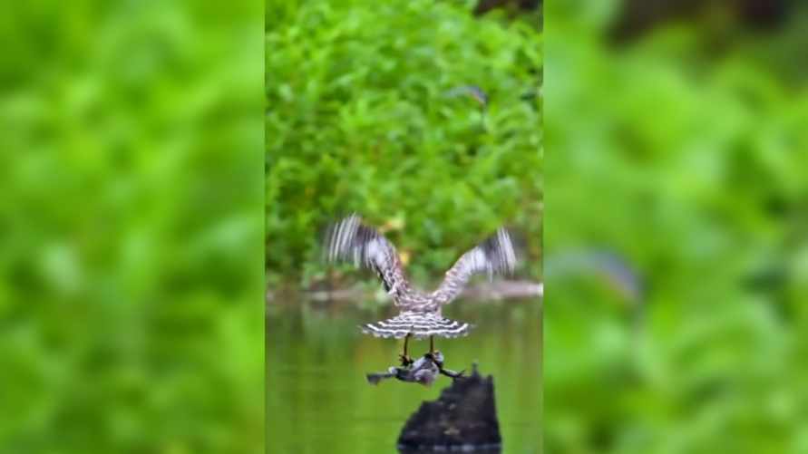 "Не дождалась Царевича, в Турцию рванула" - В TikTok видео с полётом "лягушки-путешественницы" породило множество шуток