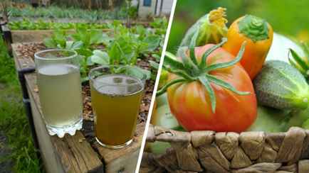 Кожура этих фруктов станет идеальным удобрением для овощей и цветов. Как часто поливать этим раствором?